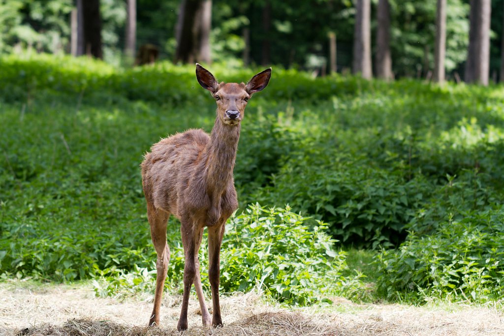 Was guckst du?