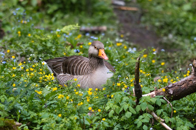 Die Gans Ranarion.de