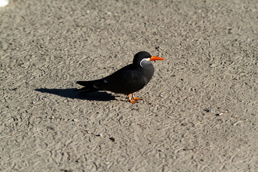 IMG-0174.jpg