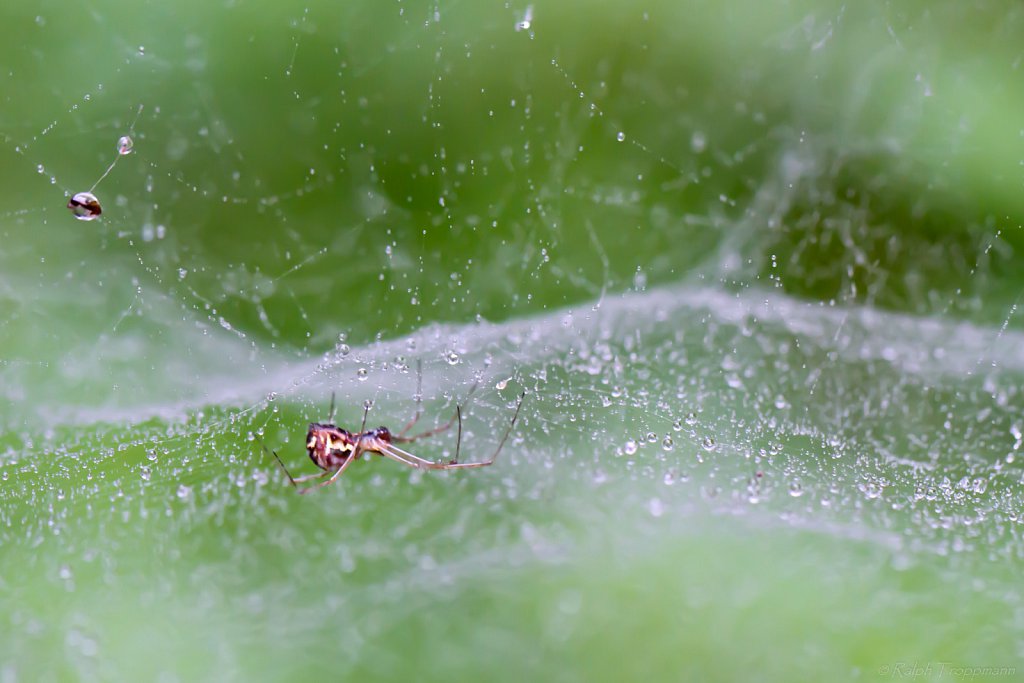 Spinne im Regen