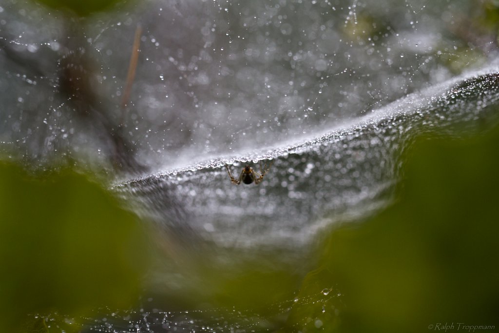 Spinne im Regen