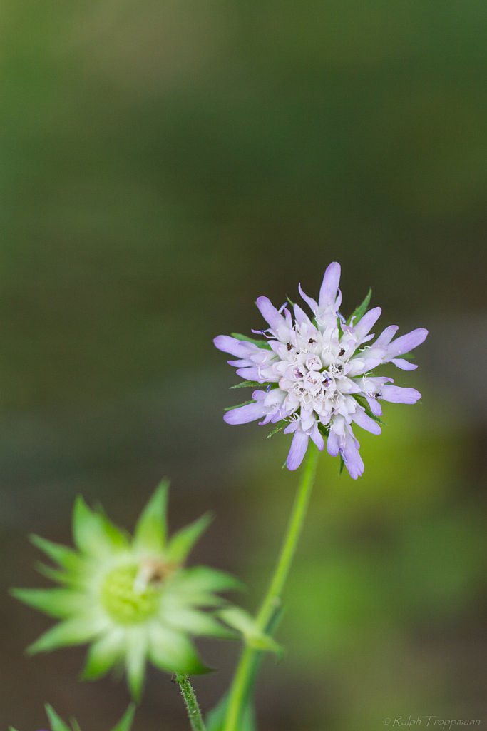 Blüte