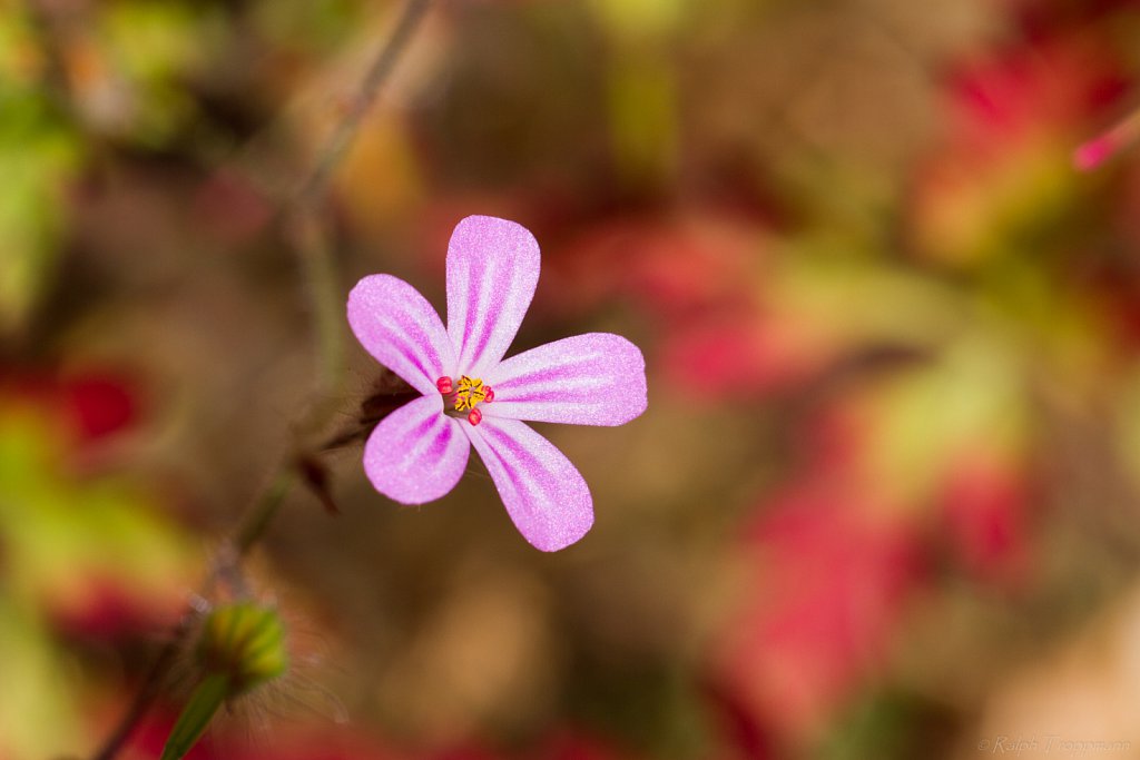 Blüte