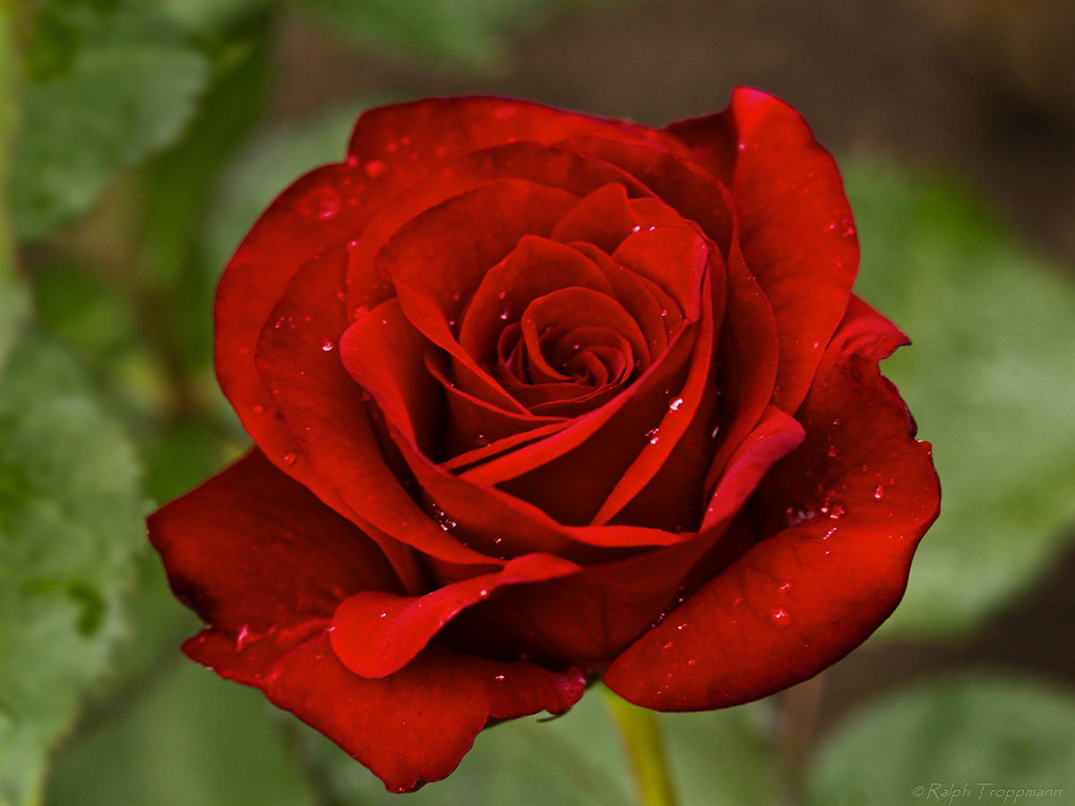 Blumen und andere Pflanzen