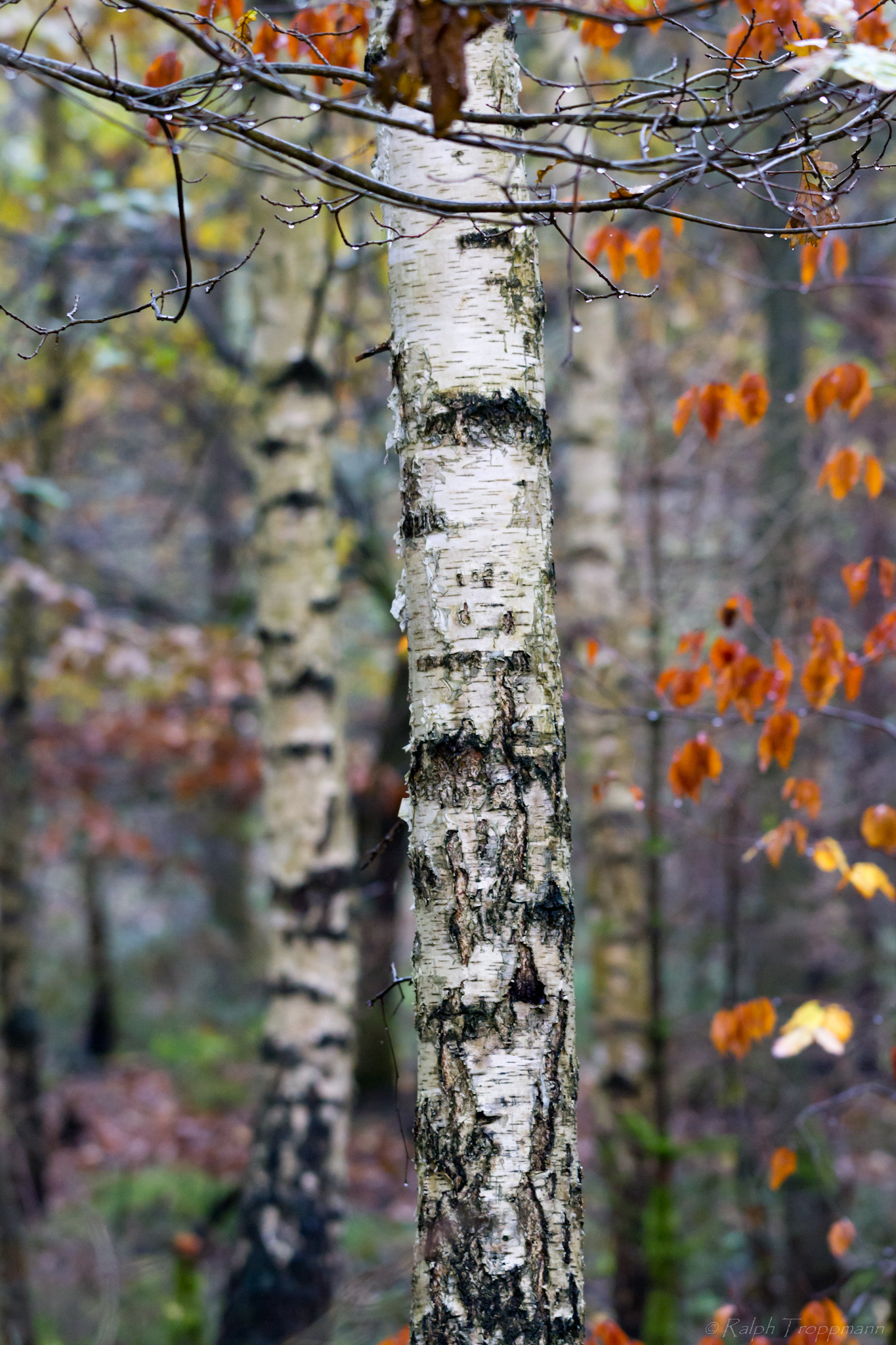 Wald